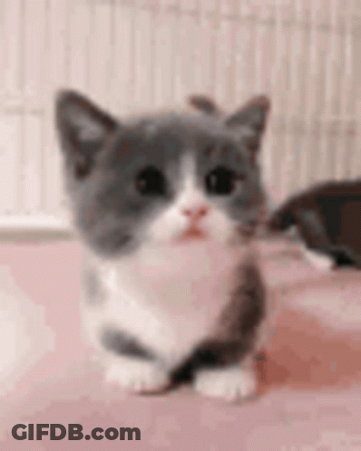 Gray And White Kitten Sitting GIF