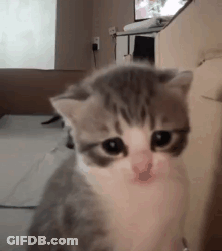 Gray And White Kitten Sitting On Bed GIF