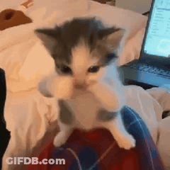 Gray And White Kitten Sitting On Lap GIF