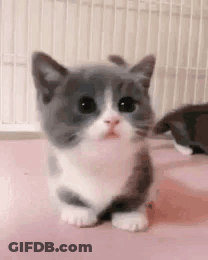 Gray And White Kitten Sitting On Pink GIF