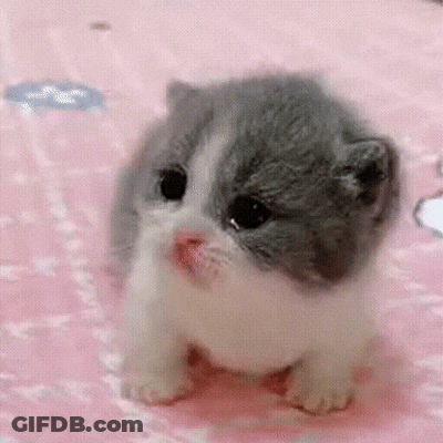 Gray And White Kitten Sitting On Pink Blanket GIF