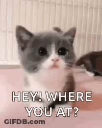 Gray And White Kitten Sitting On Pink Surface GIF