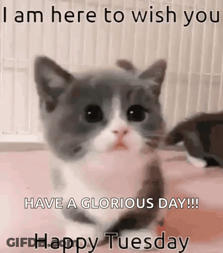 Gray And White Kitten Sitting On Pink GIF