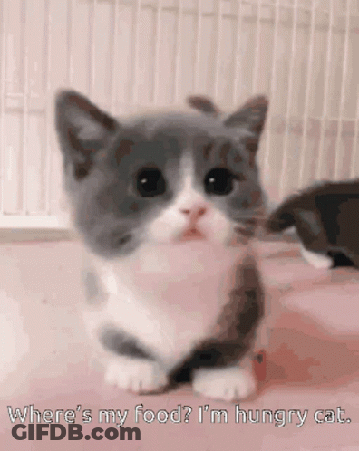 Gray And White Kitten Where's My Food I'm Hungry Cat GIF