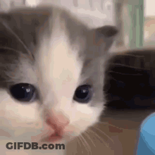Gray And White Kitten With Blue Eyes GIF