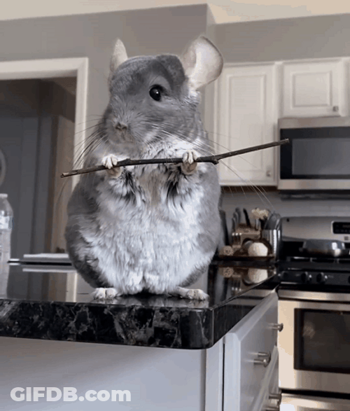 Gray Big Chinchilla Holding Stick GIF