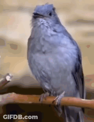 Gray Bird Perched On Branch Beak Open GIF