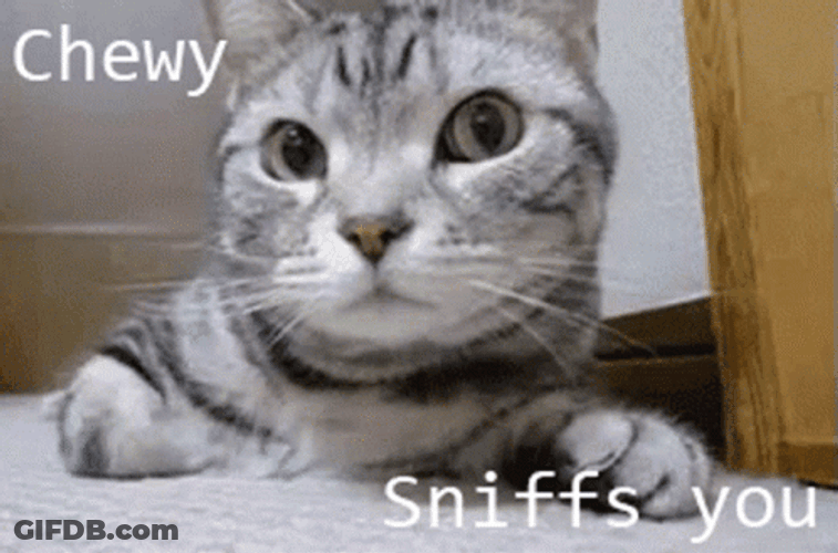 Gray Cat Always Sniff On You GIF