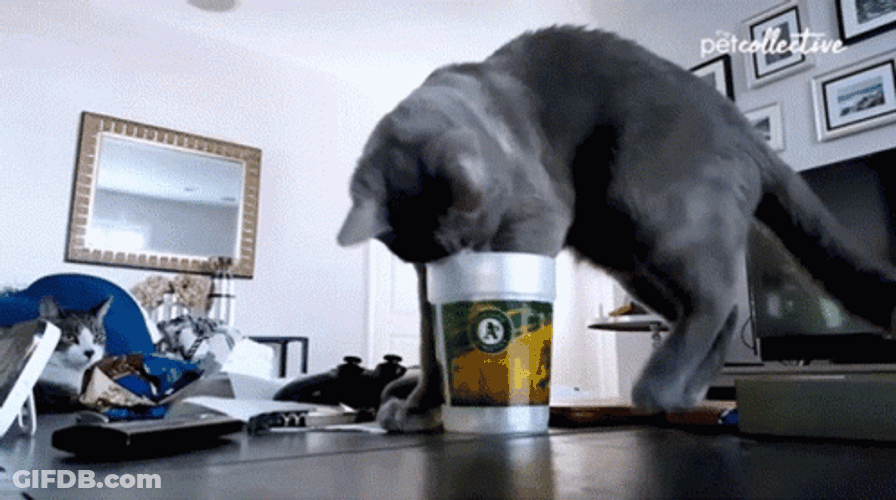 Gray Cat Fail GIF