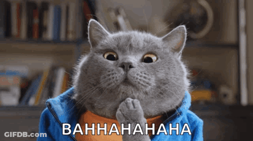 Gray Cat In Blue Jacket Laughing Bahhahahaha GIF