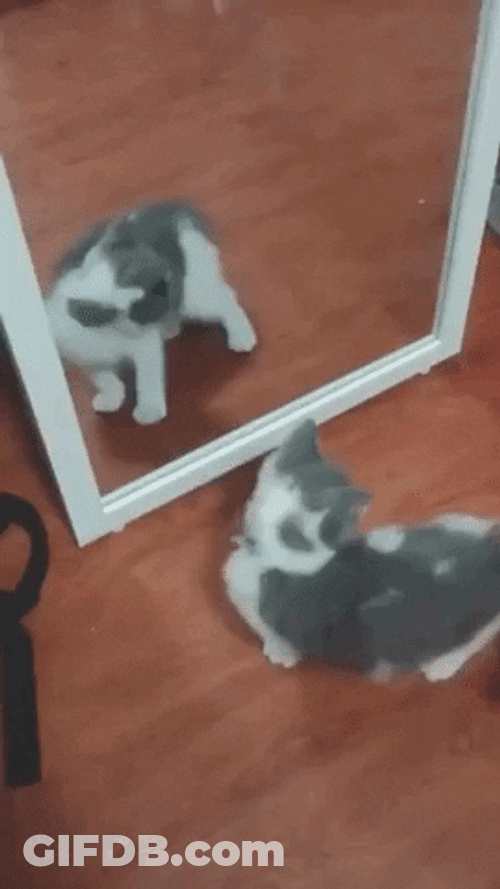 Gray Cat In Front Of A Mirror GIF