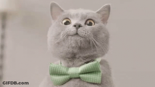 Gray Cat In Green Bow Tie Looking Up GIF