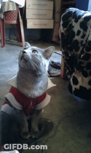 Gray Cat In Red Shirt Looking Up GIF