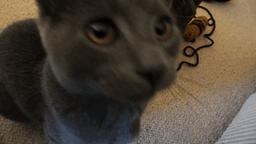 Gray Cat Kiss Camera GIF
