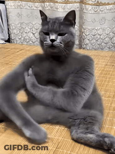 Gray Cat Laying On Bed With Legs Crossed GIF