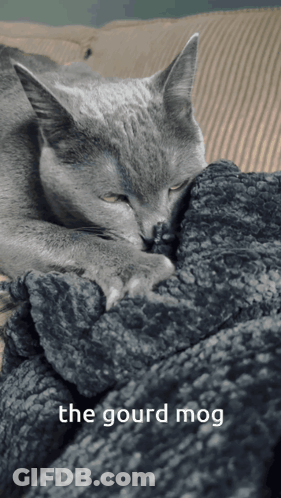 Gray Cat Laying On Blanket The Gourd Mog GIF
