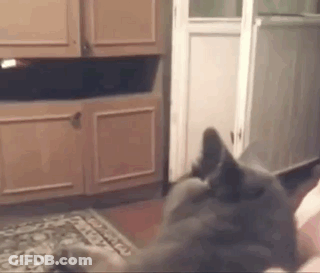 Gray Cat Laying On Person's Lap GIF
