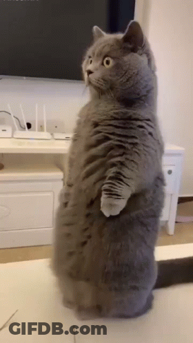 Gray Cat On Hind Legs At TV GIF