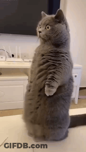 Gray Cat On Hind Legs In Front Of TV GIF