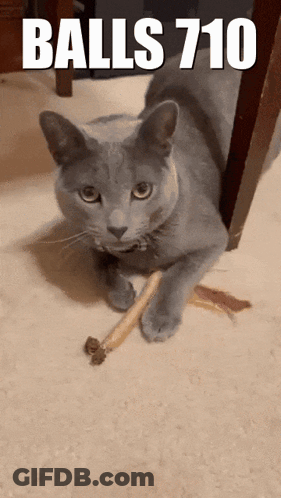Gray Cat Playing With Stick Balls 710 GIF