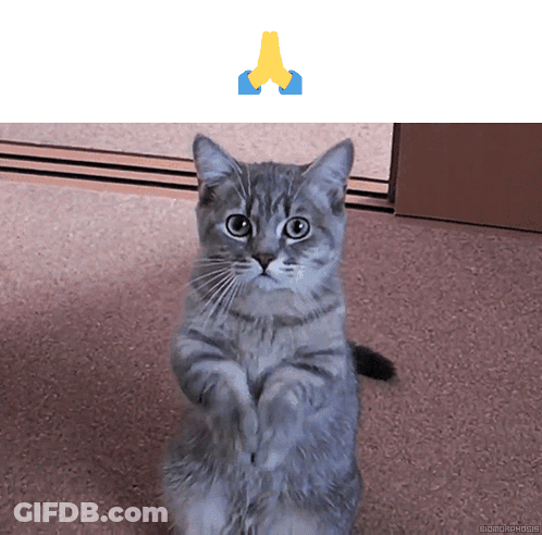 Gray Cat Praying GIF