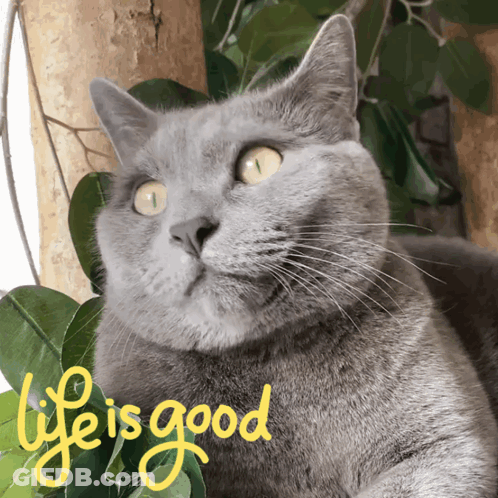 Gray Cat Sitting In Tree Saying Life Is Good GIF