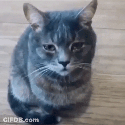 Gray Cat Sitting On Wooden Floor Looking At Camera GIF