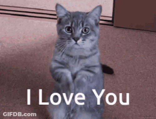 Gray Cat Sitting Saying I Love You GIF