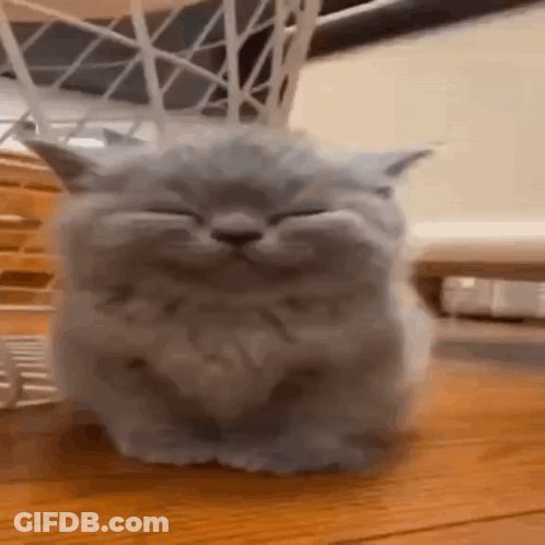 Gray Cat Sitting With Eyes Closed GIF