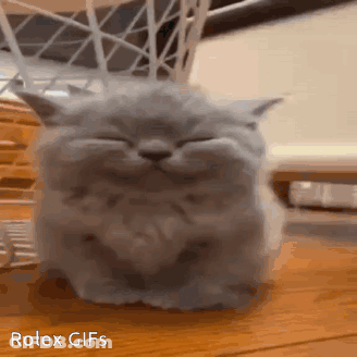 Gray Cat Sitting With Eyes Closed GIF
