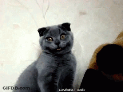 Gray Cat Smiling At Camera GIF