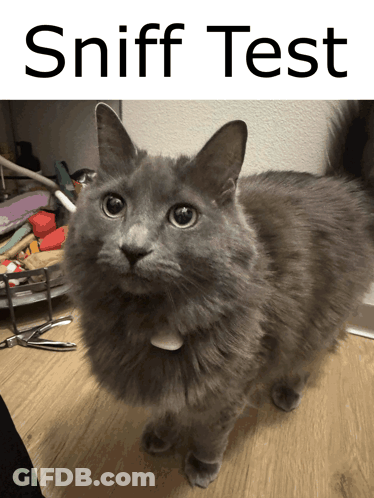 Gray Cat Standing Next To Sniff Test Sign GIF