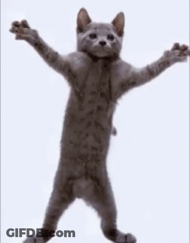 Gray Cat Standing On Hind Legs Arms Outstretched GIF