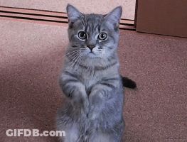 Gray Cat Standing On Hind Legs Looking Up GIF