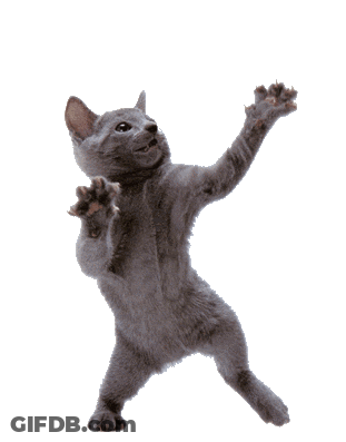 Gray Cat Standing On Hind Legs GIF