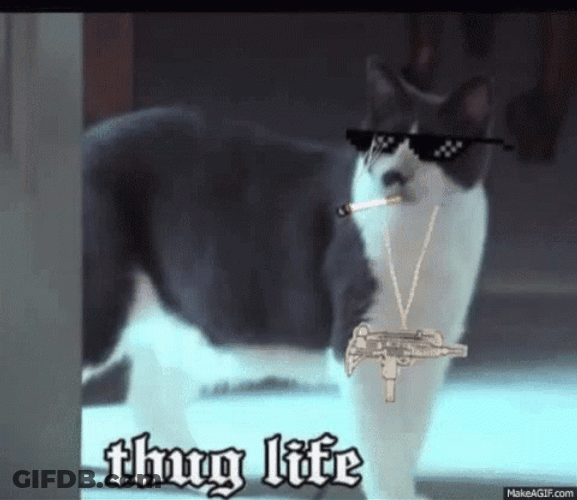 Gray Cat Thug Life GIF