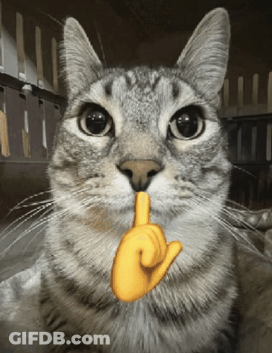 Gray Cat Touching Nose GIF
