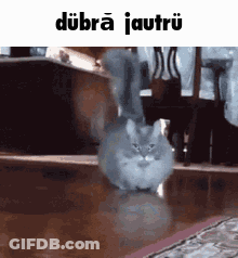 Gray Cat Walking On Wooden Floor GIF