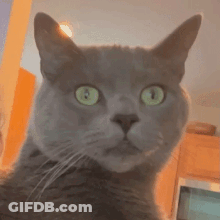 Gray Cat With Green Eyes Looking At Camera GIF