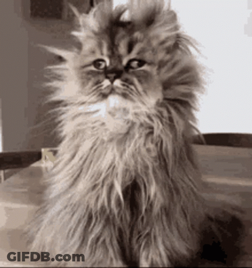 Gray Cat With Messy Fur GIF
