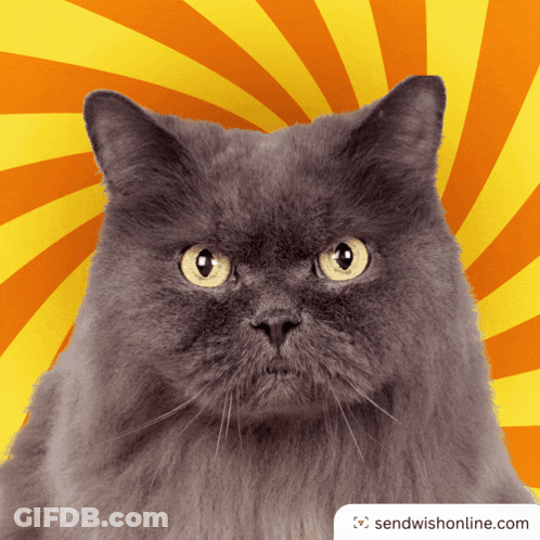 Gray Cat With Yellow Eyes Looking At Camera GIF