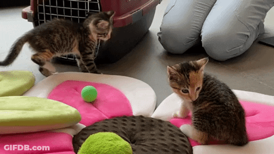 Gray Cats Kittens Play GIF