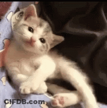 Gray Kitten Lying On Blue Blanket GIF