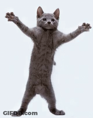 Gray Kitten Standing Paws Outstretched GIF