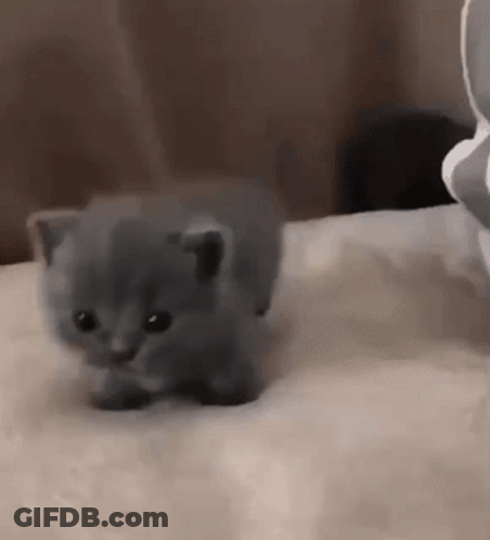 Gray Kitten Walking On Bed GIF