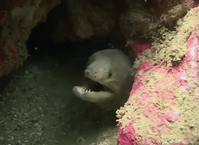 Gray Marine Eel Opening Mouth GIF