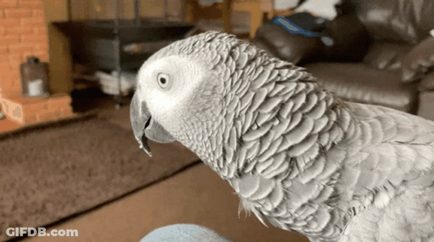 Gray Parrot Inside The House GIF