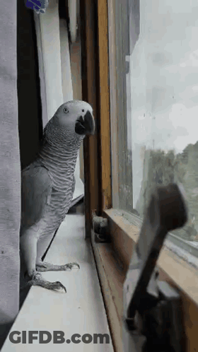 Gray Parrot Looking Out Window GIF
