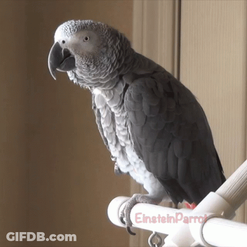 Gray Parrot Perched On Einstein Parrot Pole GIF