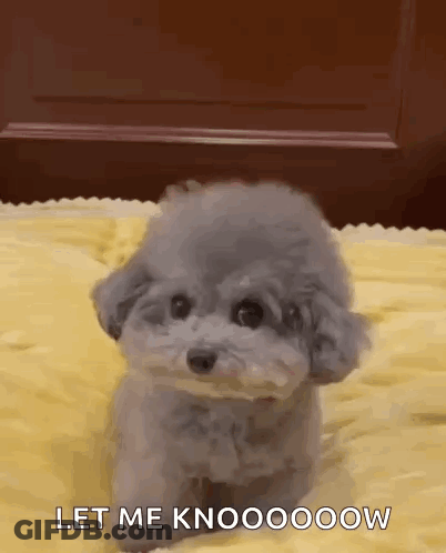Gray Poodle Sitting On Yellow Blanket Says Let Me Knoooooow GIF